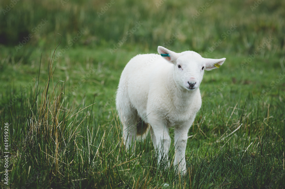 Obraz premium white lamb in a field