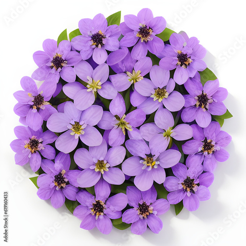 flowers isolated on white background