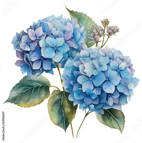 Watercolor illustration of two blue hydrangea flowers. Ai illustration. Transparent background, png © Bonbonny