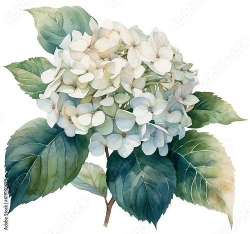 Watercolor illustration of a white hydrangea flower. Ai illustration. Transparent background, png © Bonbonny