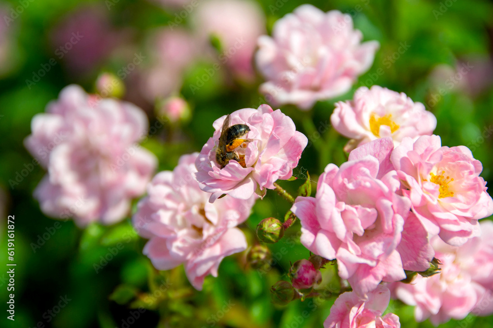 Beautiful roses Bush in garden, roses for Valentine Day. Beautiful roses Bush in garden, roses for Valentine Day.