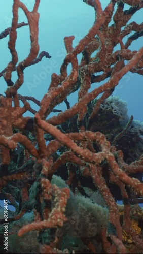 Vertical video, Camera moves around reef covered with bright Red Toxic Finger-Sponge (Negombata magnifica) on coral reef on deep in the morning time, on blue water background, slow motion photo