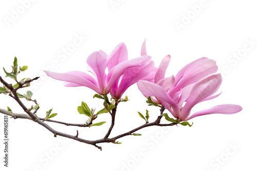 Magnolia Soulangeana flower isolated transparent background, PNG © sherlesi 