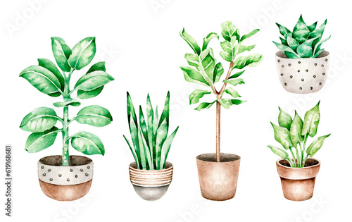 plant in pots © Victoria