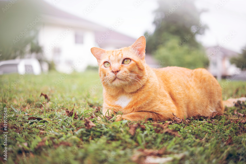 Ginger tabby cat lying in the grass and looking forward.