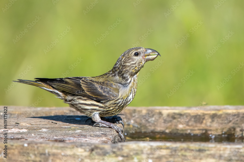 Çaprazgaga » Red Crossbill » Loxia curvirostra Çaprazgaga » Red Crossbill » Loxia curvirostra