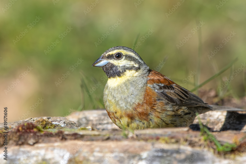 Bahçe kirazkuşu » Cirl Bunting » Emberiza cirlus Bahçe kirazkuşu » Cirl Bunting » Emberiza cirlus