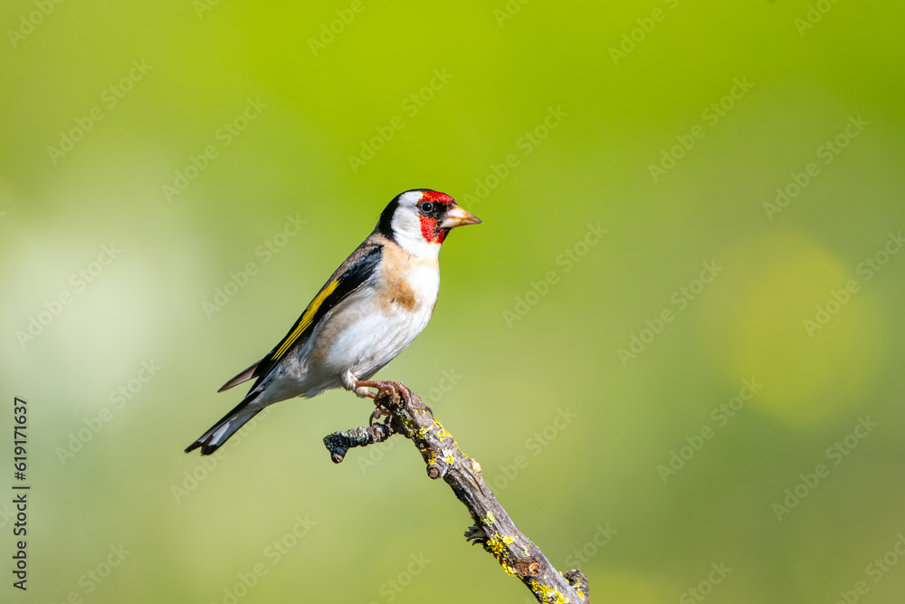 Saka » European Goldfinch » Carduelis carduelis Saka » European Goldfinch » Carduelis carduelis