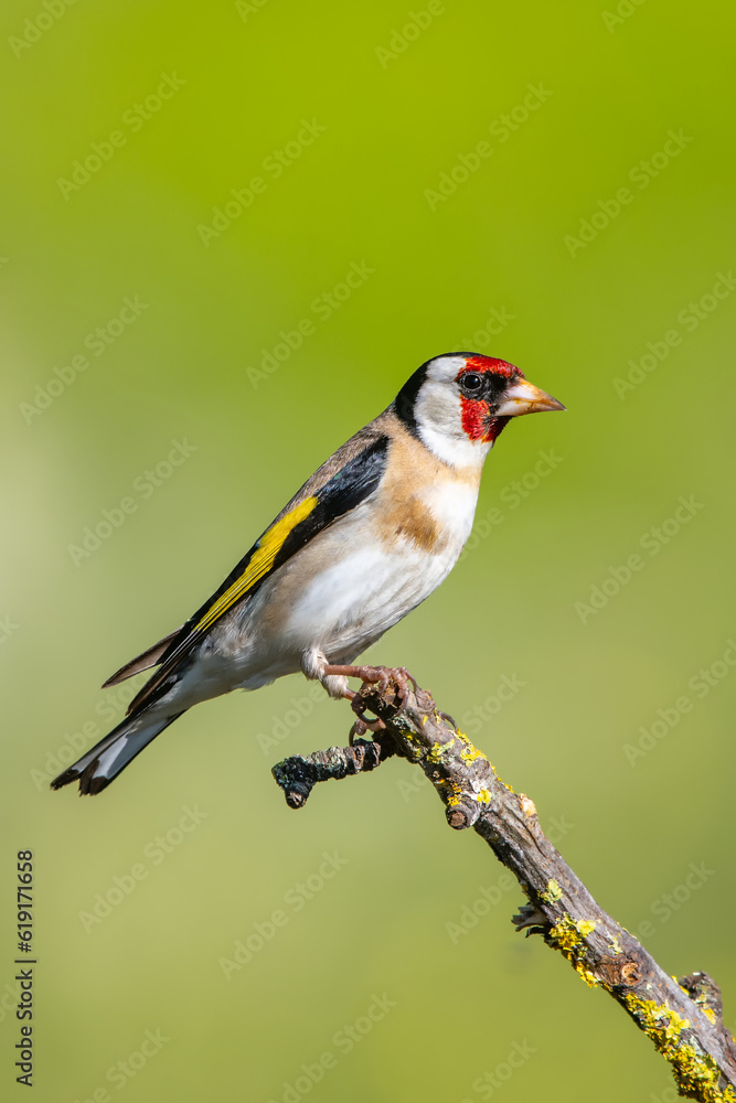 Saka » European Goldfinch » Carduelis carduelis
