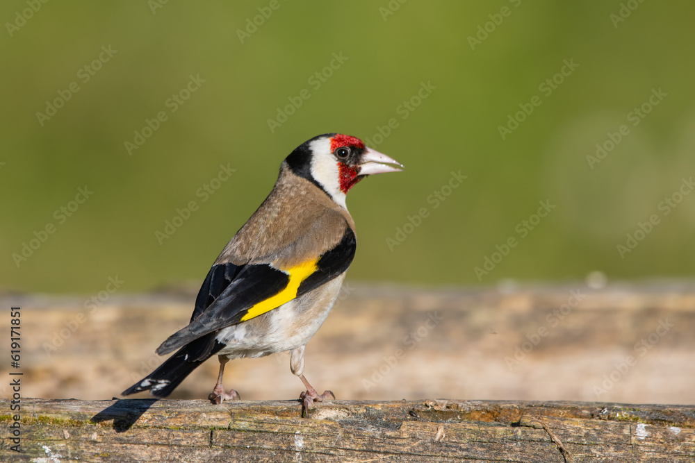 Saka » European Goldfinch » Carduelis carduelis Saka » European Goldfinch » Carduelis carduelis