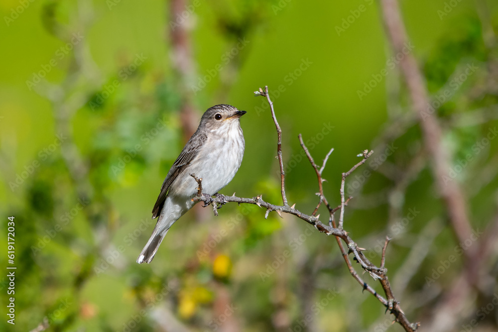 Benekli sinekkapan » Spotted Flycatcher » Muscicapa striata Benekli sinekkapan » Spotted Flycatcher » Muscicapa striata