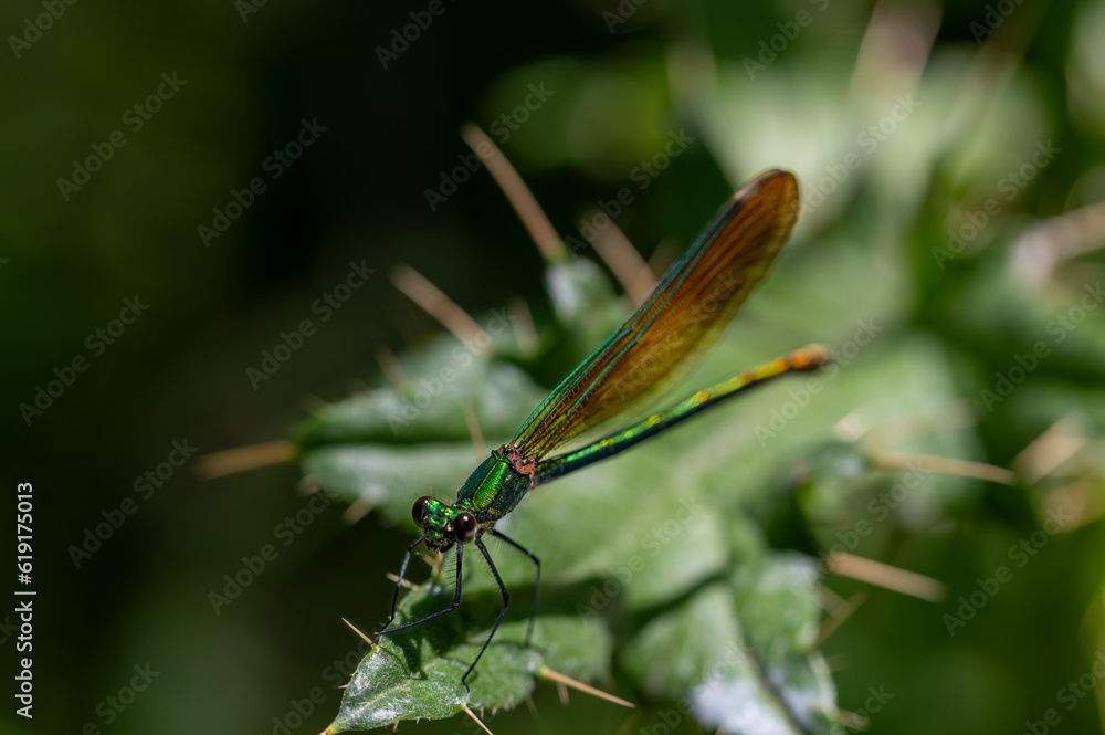 Blue Damselfly (Calopteryx virgo) perched on a plant next to a mountain stream Blue Damselfly (Calopteryx virgo) perched on a plant next to a mountain stream