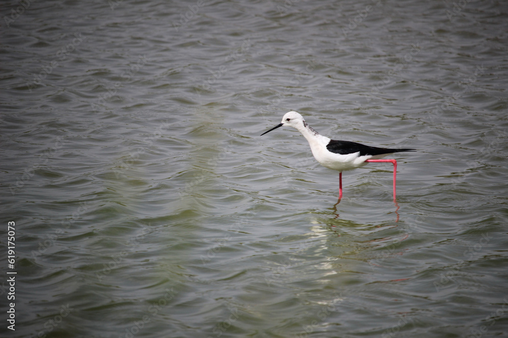 Obraz premium Bird black-winged stilt (Himantopus himantopus) in a lagoon