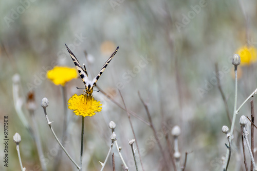 Detail of a large swallowtail butterfly (Iphiclides feisthamelii) on a yellow flower photo