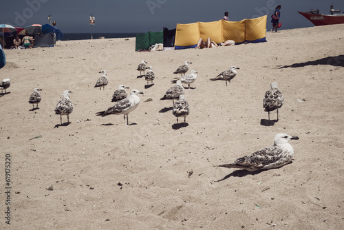 Seagulls resting at Angeiras beach  Matosinhos  Porto  Portugal