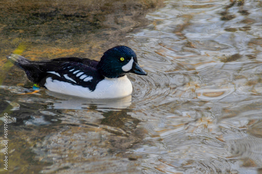 Barrow's Goldeneye Male Duck Swimming In Open Water In December Barrow's Goldeneye Male Duck Swimming In Open Water In December