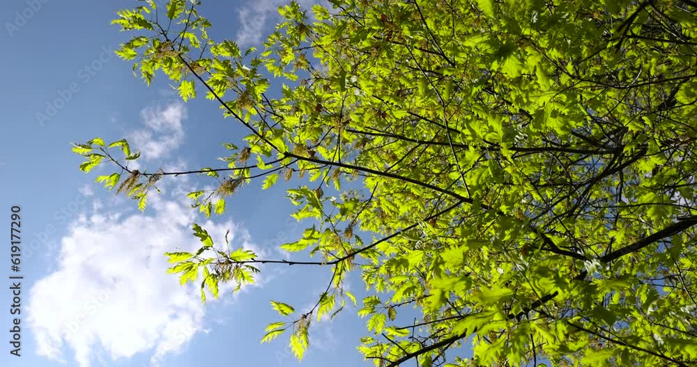 oak foliage and flowers in the spring season, sunny bright weather and oak tree during flowering oak foliage and flowers in the spring season, sunny bright weather and oak tree during flowering