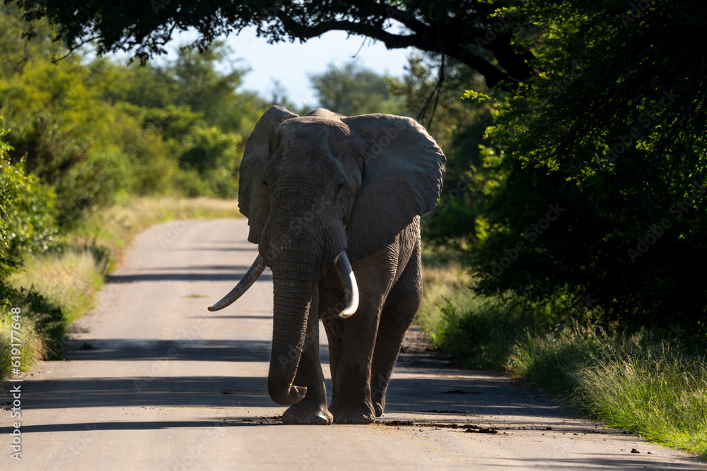 Obraz premium Éléphant d'Afrique, Loxodonta africana, gros porteur, Parc national Kruger, Afrique du Sud