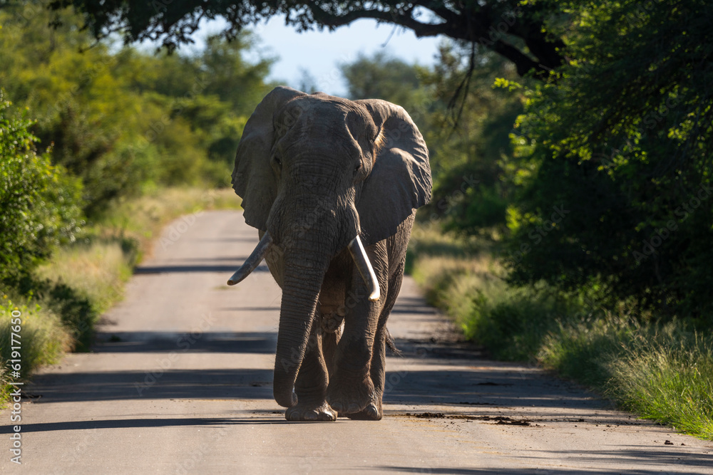 Éléphant d'Afrique, Loxodonta africana, gros porteur, Parc national Kruger, Afrique du Sud