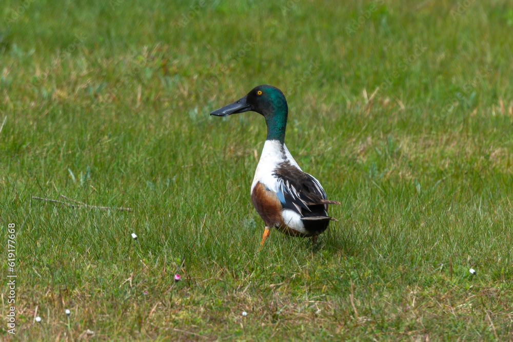 Canard souchet,.Spatula clypeata, Northern Shoveler Canard souchet,.Spatula clypeata, Northern Shoveler