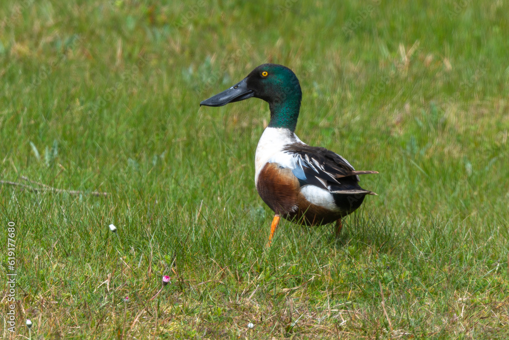 Canard souchet,.Spatula clypeata, Northern Shoveler Canard souchet,.Spatula clypeata, Northern Shoveler