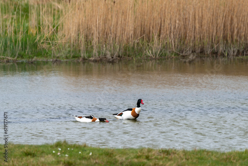 Tadorne de Belon,.Tadorna tadorna, Common Shelduck photo