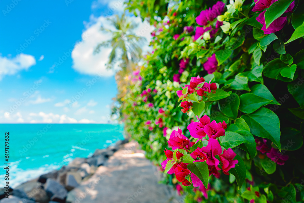 Blooming bougainvillea flowers Blooming bougainvillea flowers
