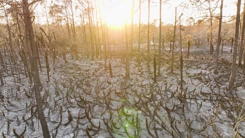 Black dead vegetation burnt down after forest fire destroyed Florida jungle woods. Ground covered with ash layer. Natural disaster concept photo