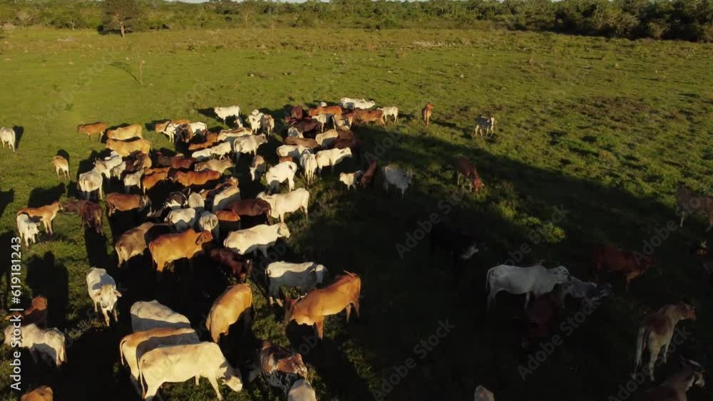 Vacas-Pradera Vacas-Pradera
