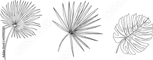 Vector tropical palm leaf, Saw Palmetto, Monstera leaf in black and white. For fabric, sketchbook, wallpaper, wrapping paper.	