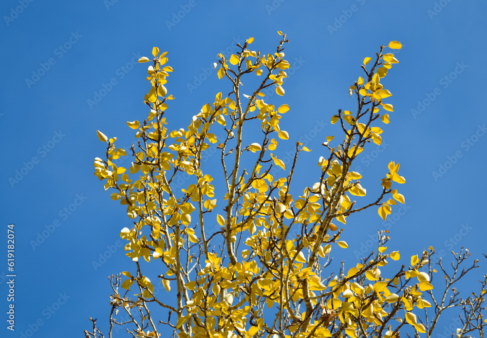 A tree branches with bright yellow leaves against a clear blue sky A tree branches with bright yellow leaves against a clear blue sky