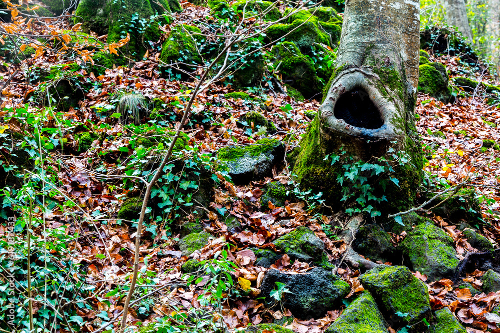 Obraz premium Tree cavity in forest with leaves and volcanic rocks 