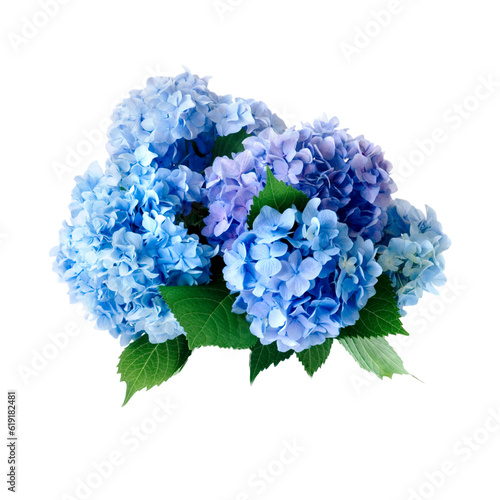Pink blue violet multi-colored hydrangea flowers, png isolated on transparent background. Branches with lush Rhododendron flowers