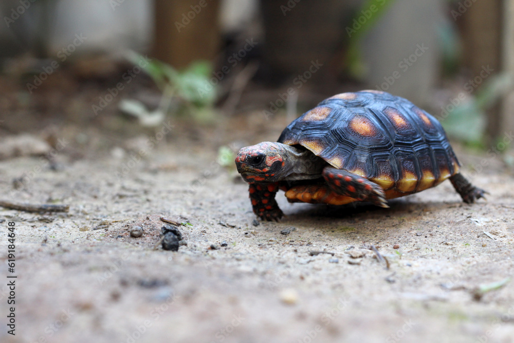 Cute small baby Red-foot Tortoise in the nature,The red-footed tortoise (Chelonoidis carbonarius) is a species of tortoise from northern South America Cute small baby Red-foot Tortoise in the nature,The red-footed tortoise (Chelonoidis carbonarius) is a species of tortoise from northern South America