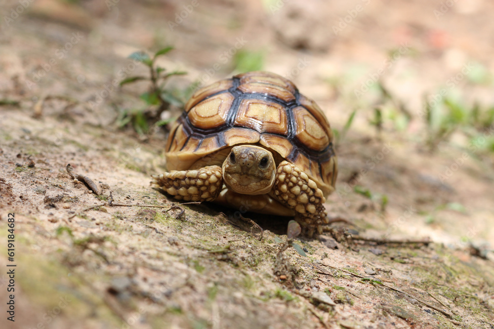 African Sulcata Tortoise Natural Habitat,Close up African spurred tortoise resting in the garden, Slow life ,Africa spurred tortoise sunbathe on ground with his protective shell ,Beautiful Tortoise African Sulcata Tortoise Natural Habitat,Close up African spurred tortoise resting in the garden, Slow life ,Africa spurred tortoise sunbathe on ground with his protective shell ,Beautiful Tortoise