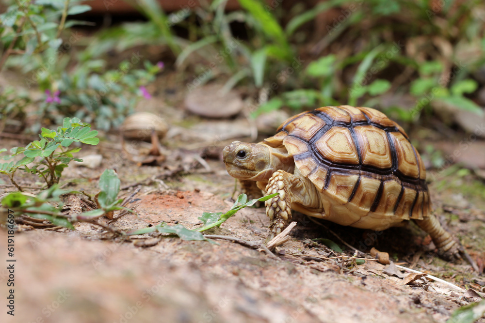 African Sulcata Tortoise Natural Habitat,Close up African spurred tortoise resting in the garden, Slow life ,Africa spurred tortoise sunbathe on ground with his protective shell ,Beautiful Tortoise African Sulcata Tortoise Natural Habitat,Close up African spurred tortoise resting in the garden, Slow life ,Africa spurred tortoise sunbathe on ground with his protective shell ,Beautiful Tortoise