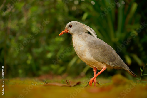 Canvas Print Kagu or Cagou, kavu or kagou - Rhynochetos jubatus crested long-legged bluish-gr