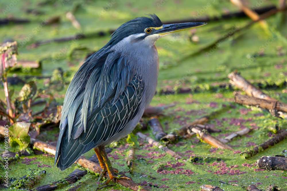 Striated Heron at Otter bridge (Groenrugreier) in Rietvlei nature Reserve Striated Heron at Otter bridge (Groenrugreier) in Rietvlei nature Reserve
