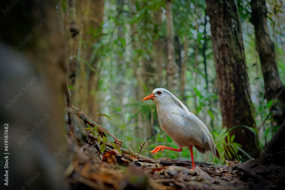 Obraz premium Kagu or Cagou, kavu or kagou - Rhynochetos jubatus crested long-legged bluish-grey bird endemic to mountain forests of New Caledonia, Rhynochetos in Rhynochetidae, almost flightless