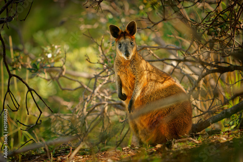 Swamp Wallaby - Wallabia bicolor small macropod marsupial of eastern Australia. Known as the black wallaby, black-tailed wallaby, fern wallaby, black pademelon, stinker and black stinker