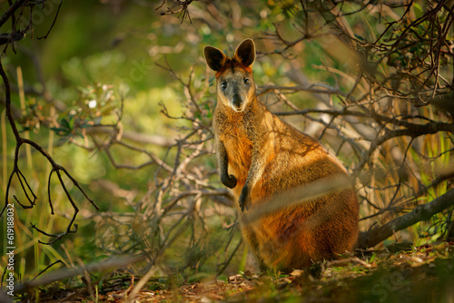Fotografía Swamp Wallaby - Wallabia bicolor small macropod marsupial of eastern Australia