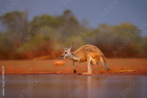 Red kangaroo - Osphranter rufus the largest of kangaroos, terrestrial marsupial mammal native to Australia, found across mainland Australia, long, pointed ears and a square shaped muzzle