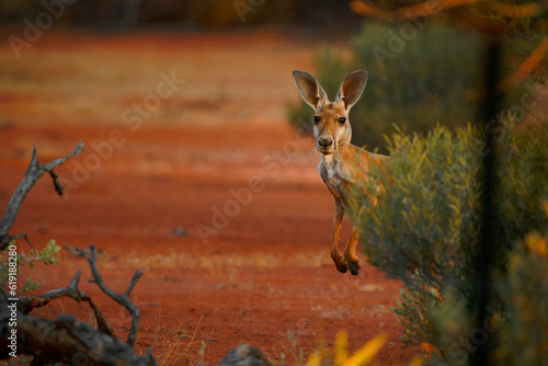 Red kangaroo - Osphranter rufus the largest of kangaroos, terrestrial marsupial mammal native to Australia, found across mainland Australia, long, pointed ears and a square shaped muzzle