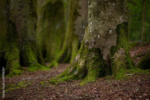 Mystical Woods, Natural green moss on the old oak tree roots. Natural Fantasy forest background.