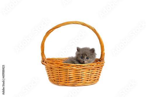 Gray and fluffy kitten is lying in basket white background, isolate. © freeman83