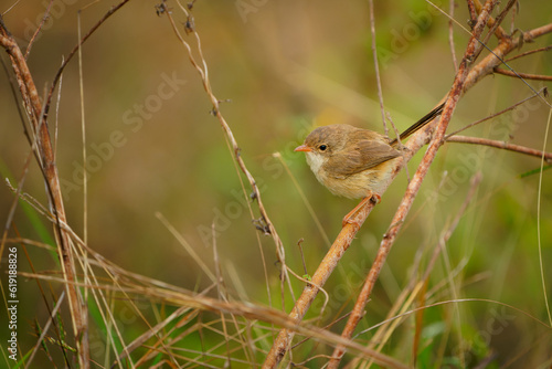 Red-backed Fairywren - Malurus melanocephalus passerine bird in wren family Maluridae, near rivers and coastal areas, male has black head, upperparts and tail, and a brightly coloured red back.