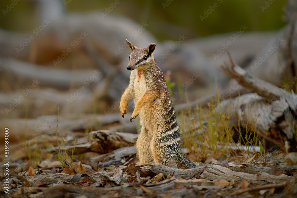 Numbat - Myrmecobius fasciatus also noombat or walpurti, insectivorous diurnal marsupial, diet consists almost exclusively of termites. Small cute animal termit hunter in the australian forest