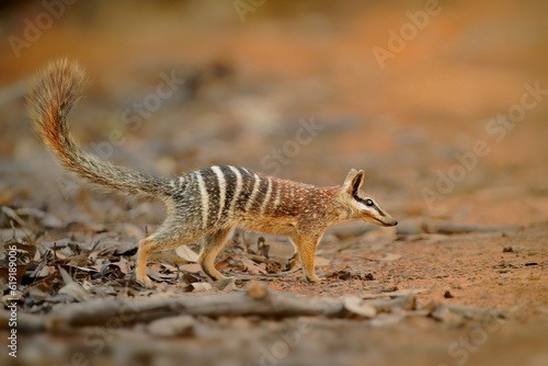 Photography Numbat - Myrmecobius fasciatus also noombat or walpurti, insectivorous diurnal marsupial, diet consists almost exclusively of termites