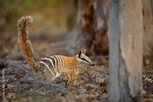 Numbat - Myrmecobius fasciatus also noombat or walpurti  insectivorous diurnal marsupial  diet consists almost exclusively of termites. Small cute animal termit hunter in the australian forest