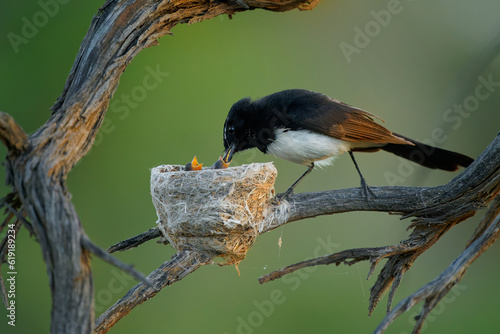 Willie-wagtail - Rhipidura leucophrys - black and white australian bird, Australia, Tasmania, adult feeds small chicken in their nest on the tree branch, green background. photo